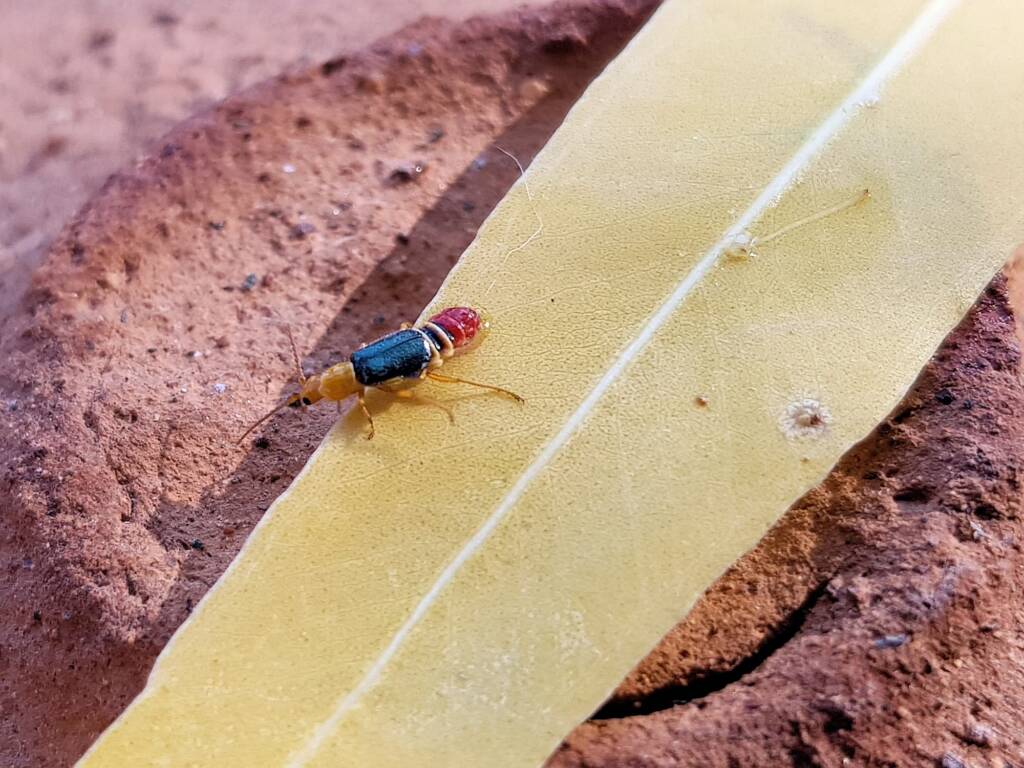 Soft-winged Flower Beetle (genus Carphurus), Alice Springs NT