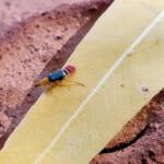 Soft-winged Flower Beetle (genus Carphurus), Alice Springs NT