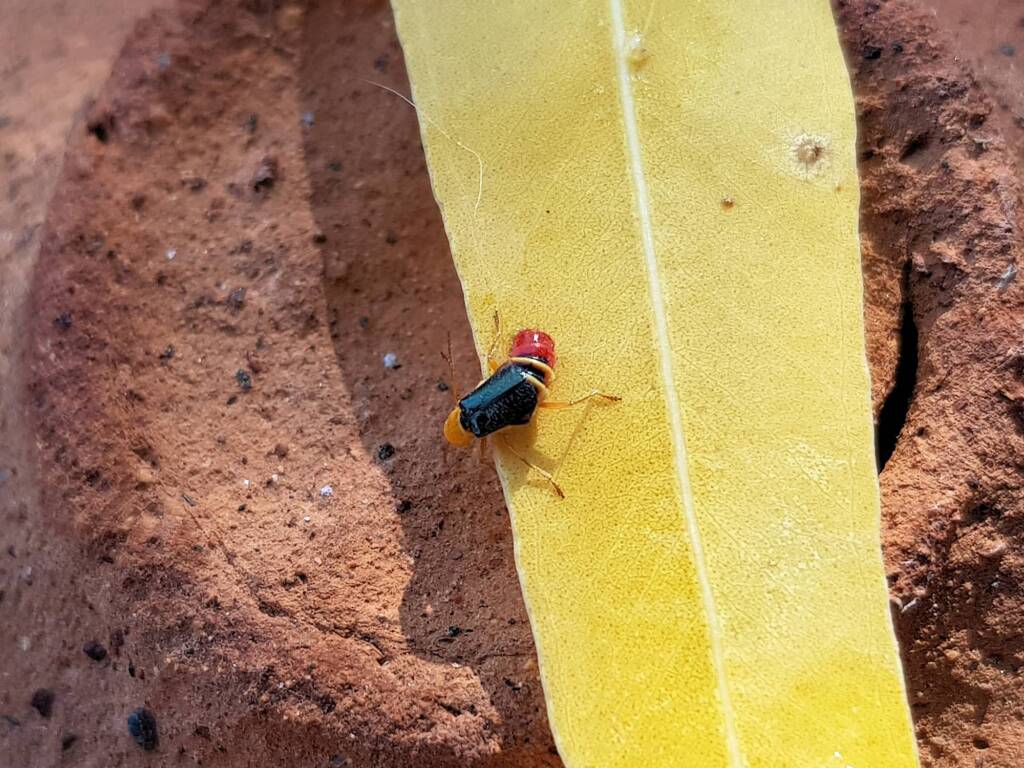 Soft-winged Flower Beetle (genus Carphurus), Alice Springs NT