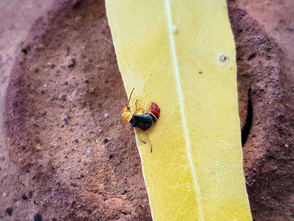Soft-winged Flower Beetle (genus Carphurus), Alice Springs NT