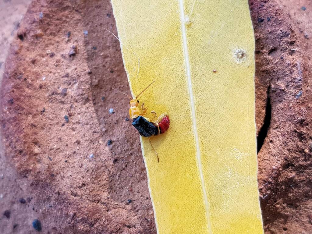 Soft-winged Flower Beetle (genus Carphurus), Alice Springs NT