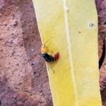 Soft-winged Flower Beetle (genus Carphurus), Alice Springs NT