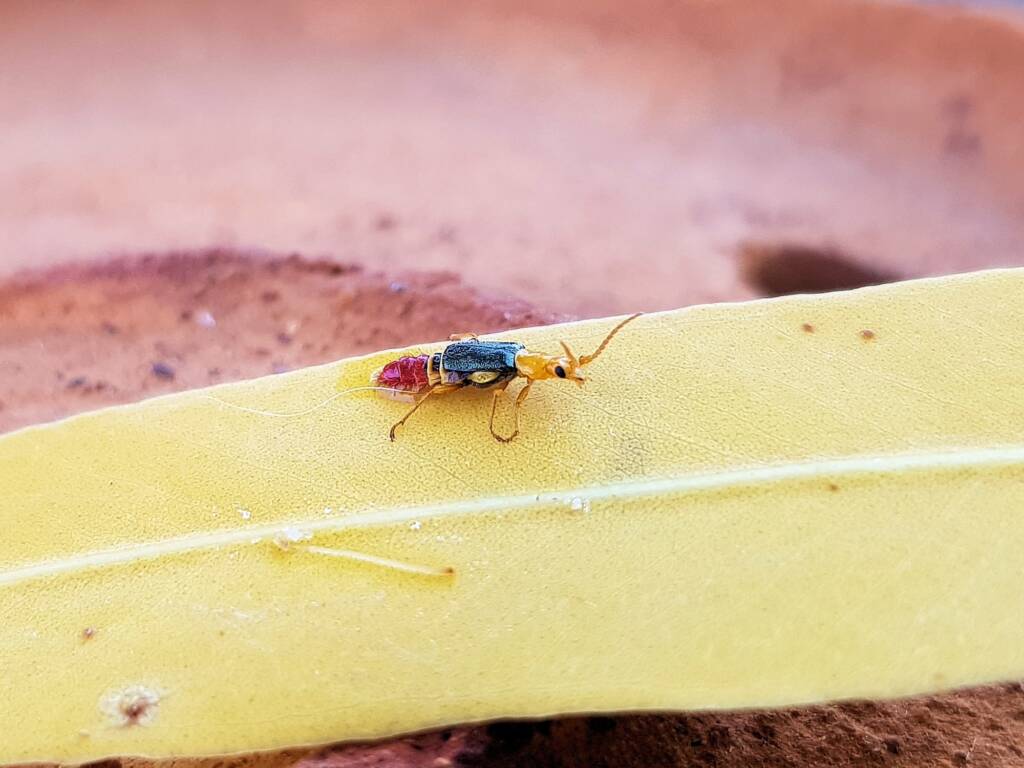 Soft-winged Flower Beetle (genus Carphurus), Alice Springs NT