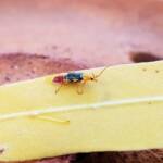 Soft-winged Flower Beetle (genus Carphurus), Alice Springs NT
