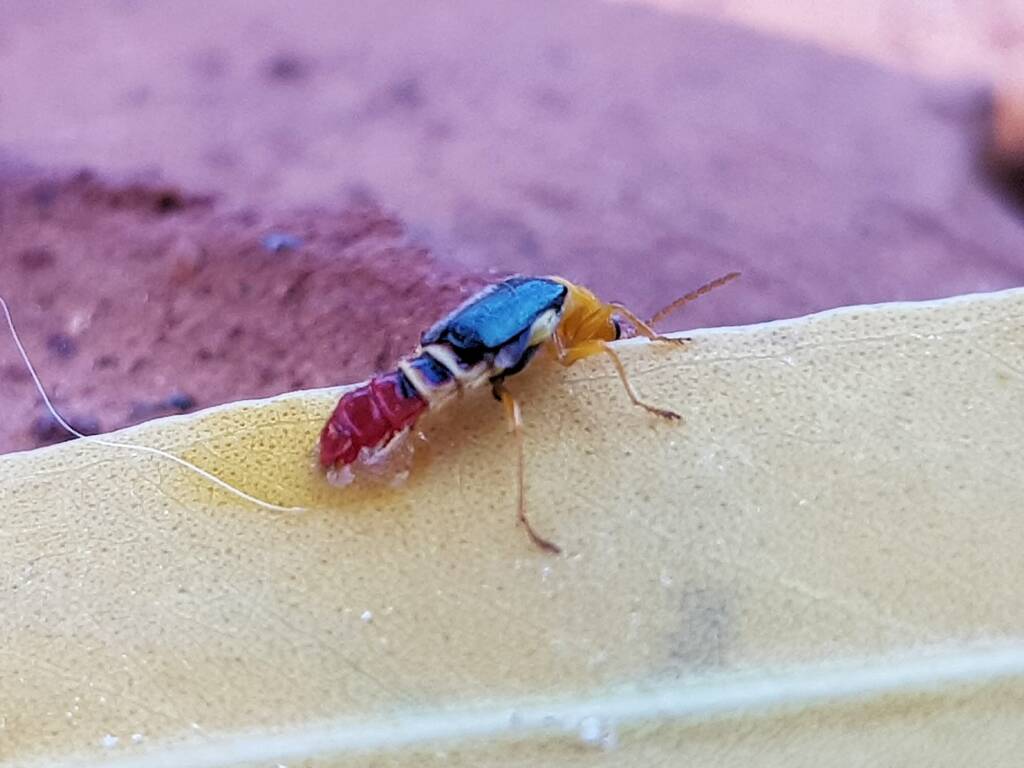 Soft-winged Flower Beetle (genus Carphurus), Alice Springs NT