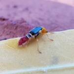 Soft-winged Flower Beetle (genus Carphurus), Alice Springs NT