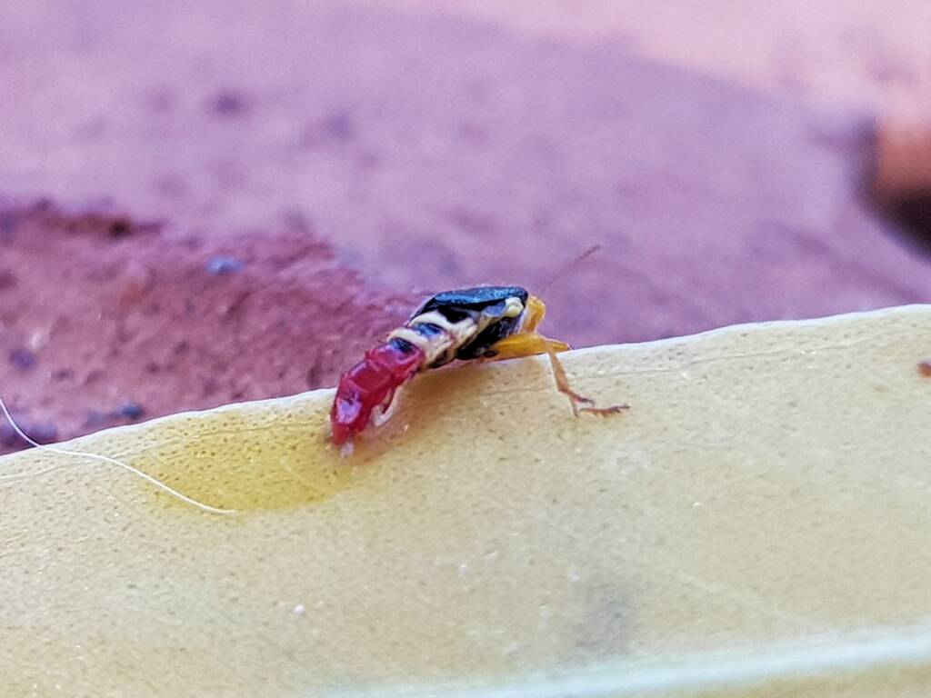 Soft-winged Flower Beetle (genus Carphurus), Alice Springs NT