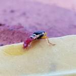 Soft-winged Flower Beetle (genus Carphurus), Alice Springs NT