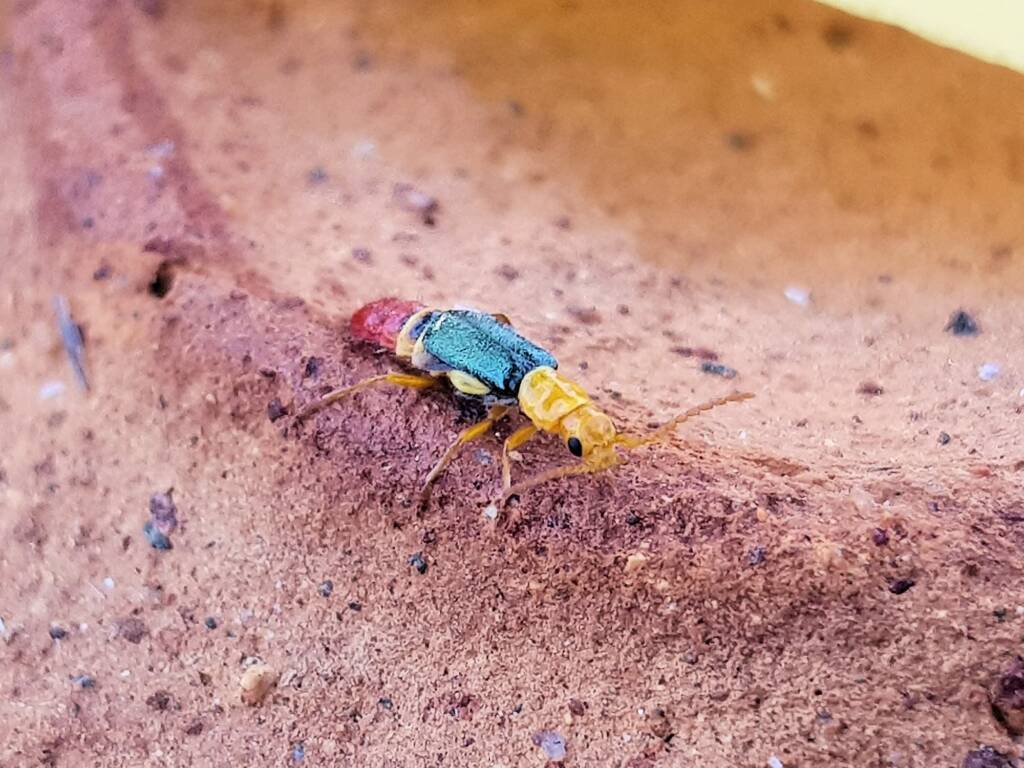 Soft-winged Flower Beetle (genus Carphurus), Alice Springs NT