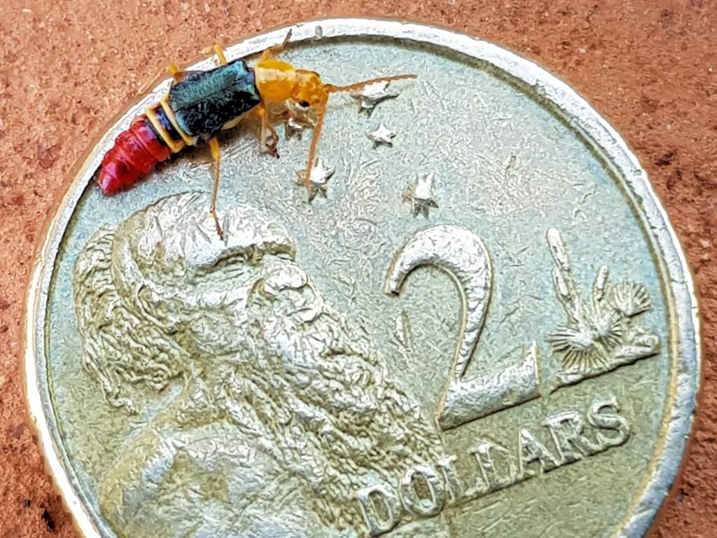 Soft-winged Flower Beetle (genus Carphurus), Alice Springs NT