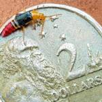 Soft-winged Flower Beetle (genus Carphurus), Alice Springs NT