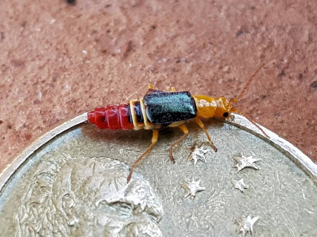 Soft-winged Flower Beetle (genus Carphurus), Alice Springs NT