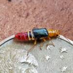 Soft-winged Flower Beetle (genus Carphurus), Alice Springs NT