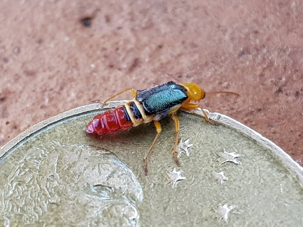 Soft-winged Flower Beetle (genus Carphurus), Alice Springs NT