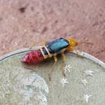 Soft-winged Flower Beetle (genus Carphurus), Alice Springs NT