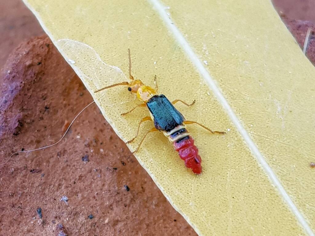 Soft-winged Flower Beetle (genus Carphurus), Alice Springs NT