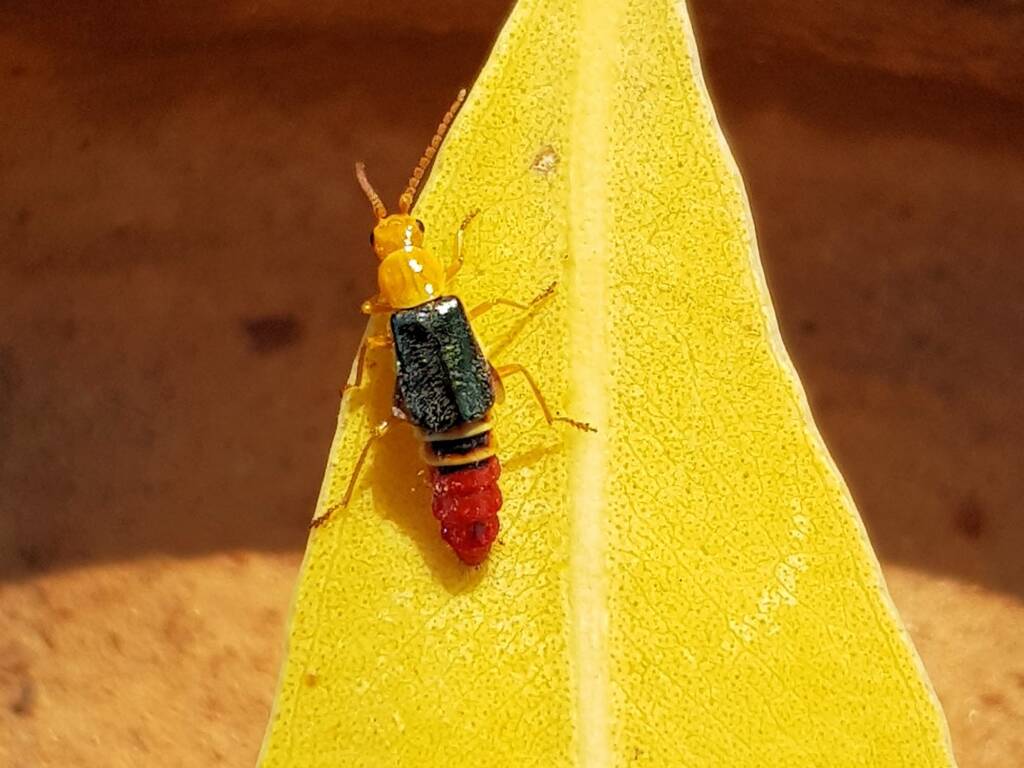 Soft-winged Flower Beetle (genus Carphurus), Alice Springs NT