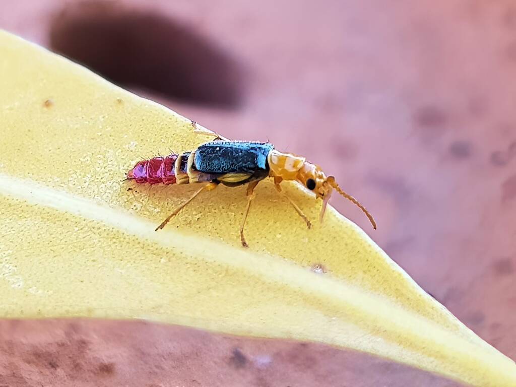 Soft-winged Flower Beetle (genus Carphurus), Alice Springs NT