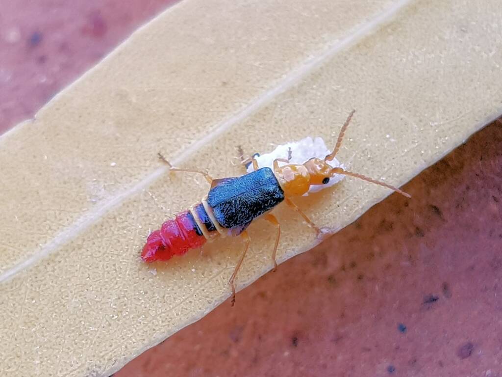 Soft-winged Flower Beetle (genus Carphurus), Alice Springs NT