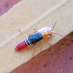 Soft-winged Flower Beetle (genus Carphurus), Alice Springs NT