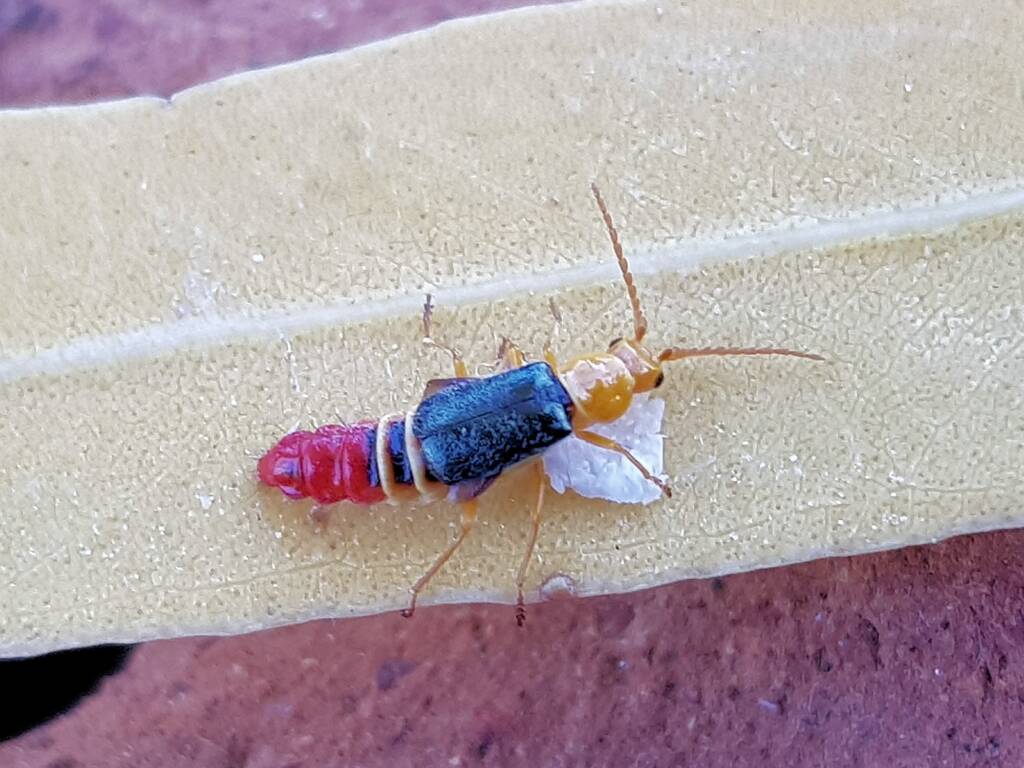 Soft-winged Flower Beetle (genus Carphurus), Alice Springs NT