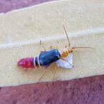 Soft-winged Flower Beetle (genus Carphurus), Alice Springs NT