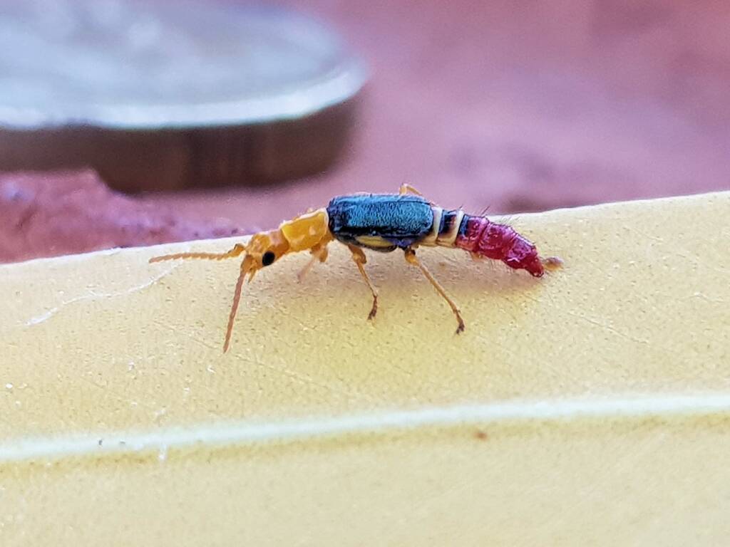 Soft-winged Flower Beetle (genus Carphurus), Alice Springs NT
