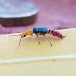 Soft-winged Flower Beetle (genus Carphurus), Alice Springs NT