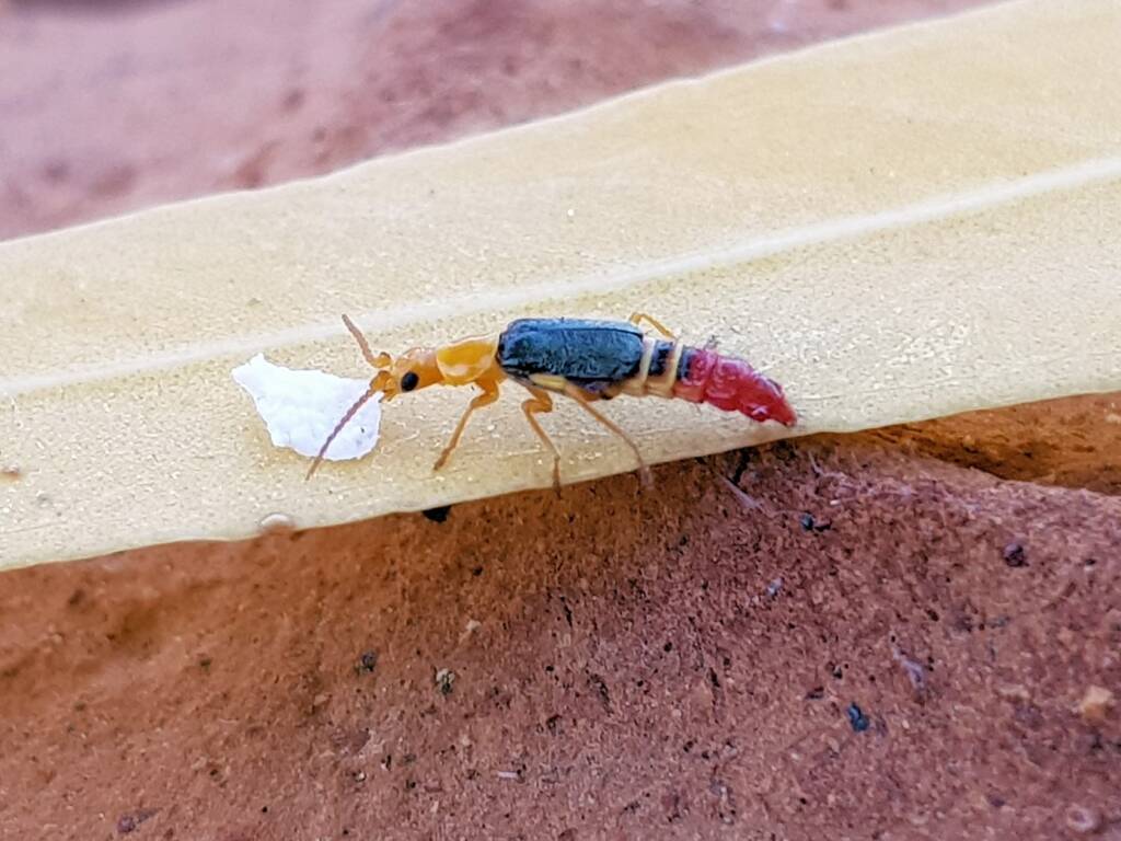 Soft-winged Flower Beetle (genus Carphurus), Alice Springs NT