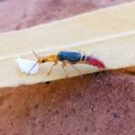 Soft-winged Flower Beetle (genus Carphurus), Alice Springs NT