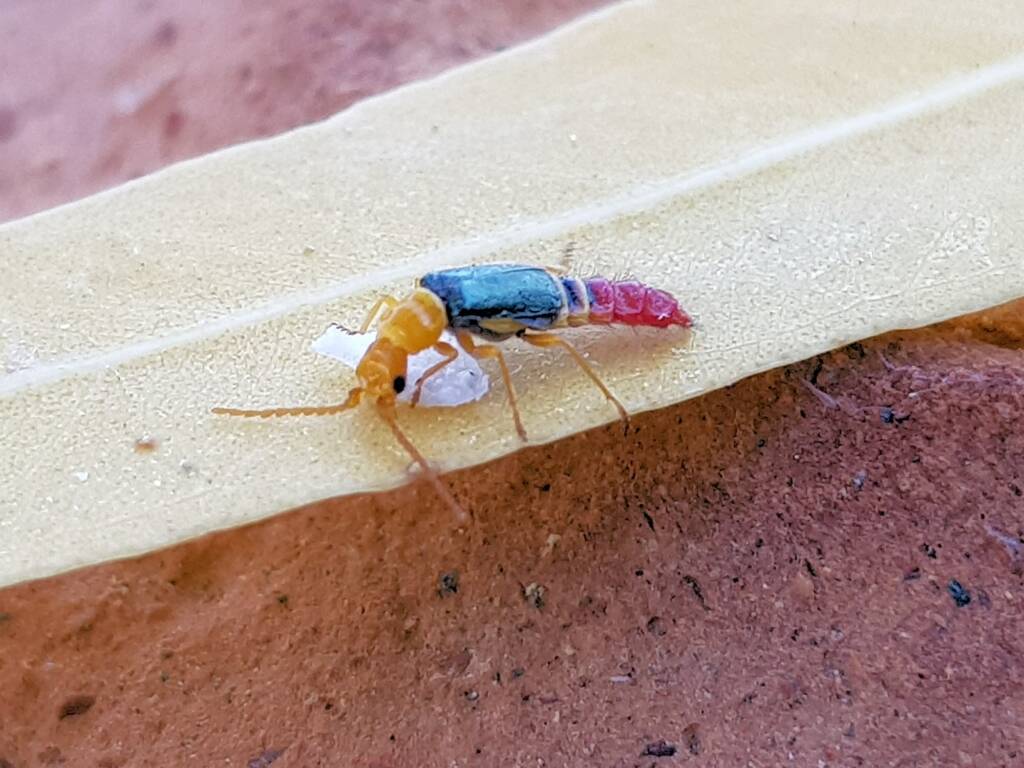 Soft-winged Flower Beetle (genus Carphurus), Alice Springs NT