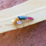 Soft-winged Flower Beetle (genus Carphurus), Alice Springs NT