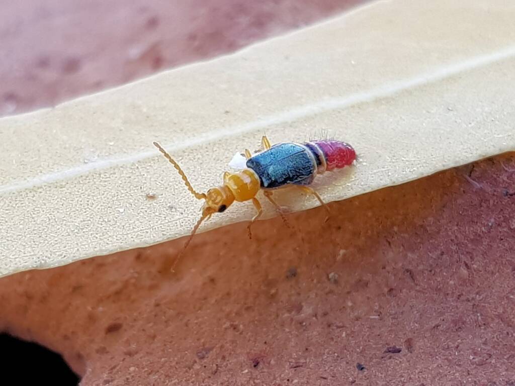 Soft-winged Flower Beetle (genus Carphurus), Alice Springs NT