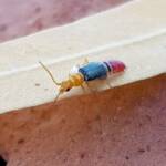 Soft-winged Flower Beetle (genus Carphurus), Alice Springs NT