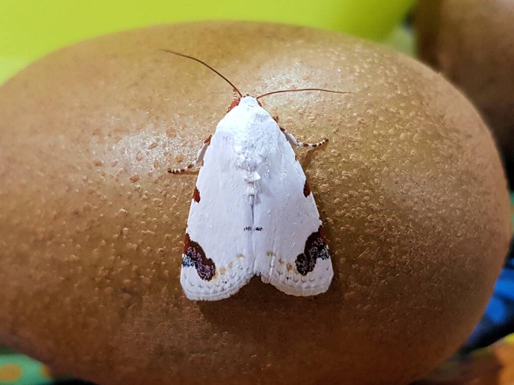 Chasmina pulchra, Alice Springs NT