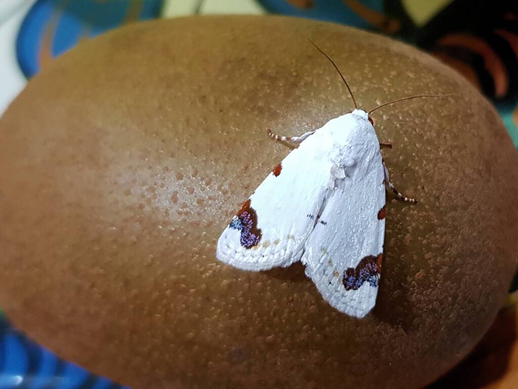Chasmina pulchra, Alice Springs NT