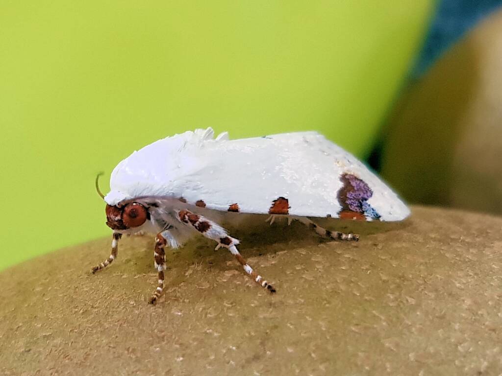 Chasmina pulchra, Alice Springs NT