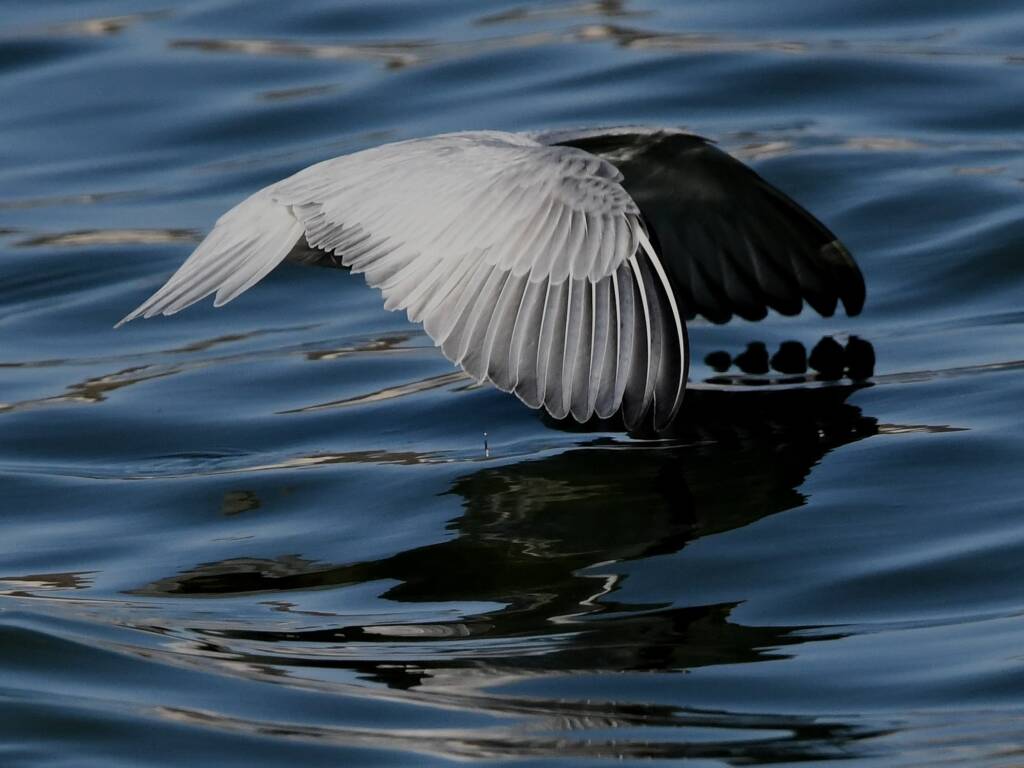 Whiskered Tern (Chlidonias hybrida), Alice Springs Sewage Ponds © Dorothy Latimer