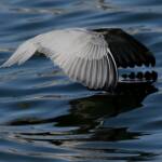 Whiskered Tern (Chlidonias hybrida), Alice Springs Sewage Ponds © Dorothy Latimer