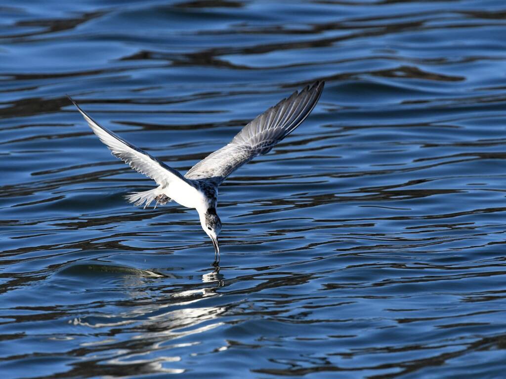 Whiskered Tern (Chlidonias hybrida), Alice Springs Sewage Ponds © Dorothy Latimer