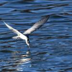 Whiskered Tern (Chlidonias hybrida), Alice Springs Sewage Ponds © Dorothy Latimer
