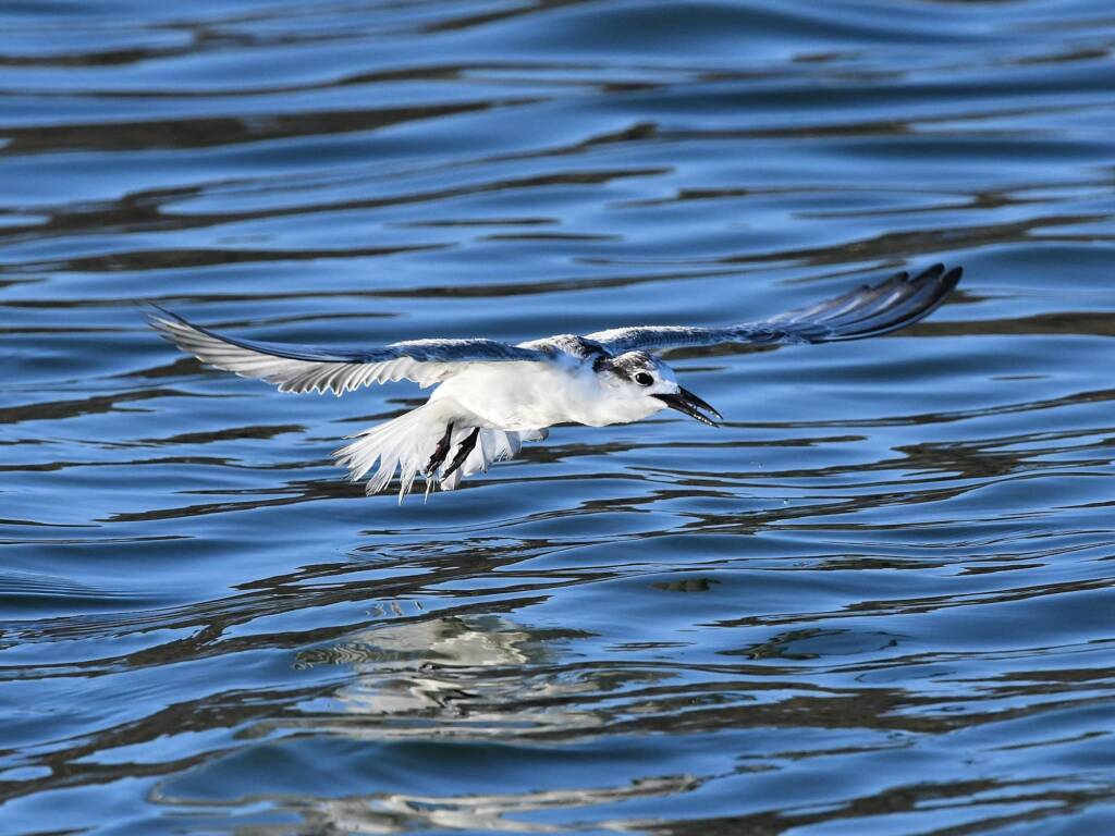 Whiskered Tern (Chlidonias hybrida), Alice Springs Sewage Ponds © Dorothy Latimer