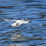 Whiskered Tern (Chlidonias hybrida), Alice Springs Sewage Ponds © Dorothy Latimer