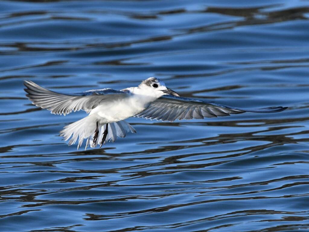 Whiskered Tern (Chlidonias hybrida), Alice Springs Sewage Ponds © Dorothy Latimer