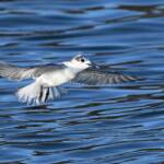 Whiskered Tern (Chlidonias hybrida), Alice Springs Sewage Ponds © Dorothy Latimer