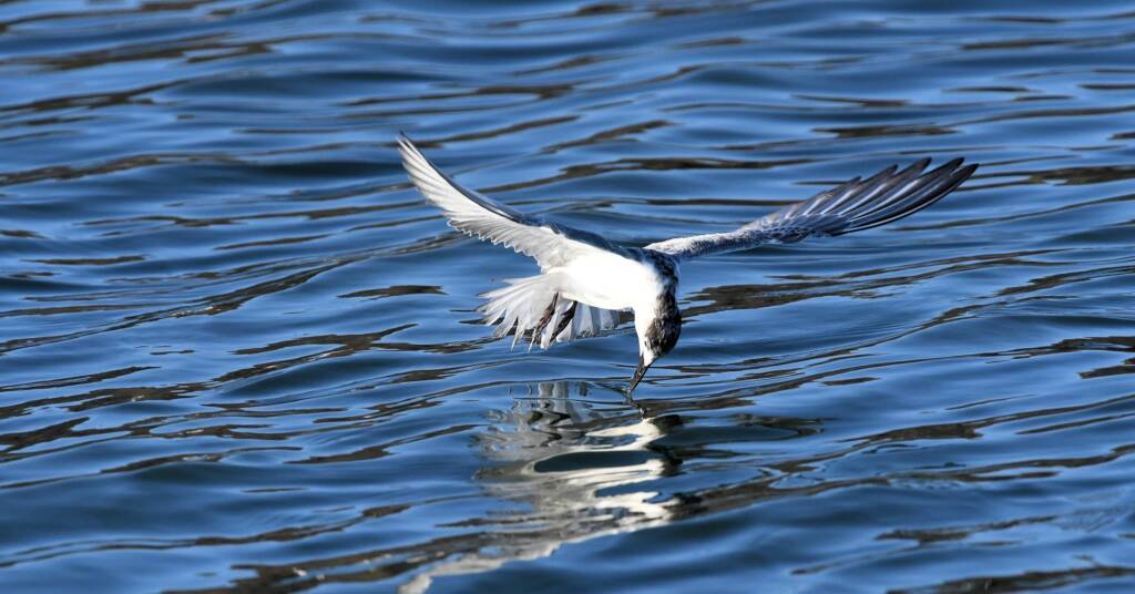 Whiskered Tern (Chlidonias hybrida), Alice Springs Sewage Ponds © Dorothy Latimer