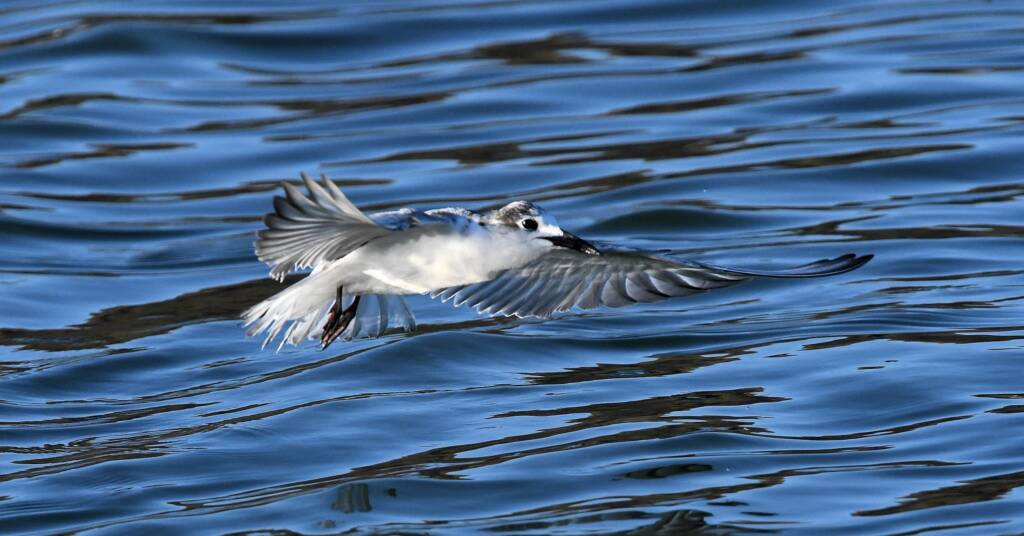 Whiskered Tern (Chlidonias hybrida), Alice Springs Sewage Ponds © Dorothy Latimer