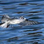 Whiskered Tern (Chlidonias hybrida), Alice Springs Sewage Ponds © Dorothy Latimer