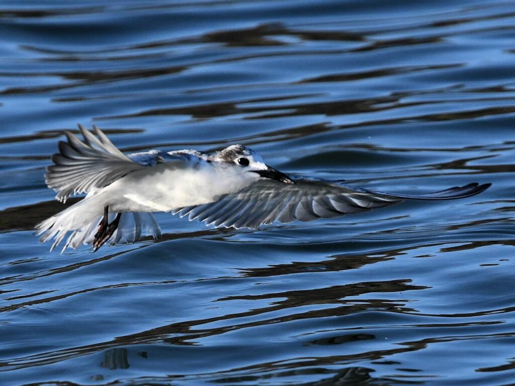 Whiskered Tern (Chlidonias hybrida), Alice Springs Sewage Ponds © Dorothy Latimer