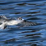 Whiskered Tern (Chlidonias hybrida), Alice Springs Sewage Ponds © Dorothy Latimer